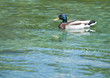 duck duck