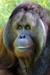 Wildlife and Animals - Orangutan