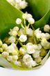 Lily-of-the-valley flowers Lily-of-the-valley flowers