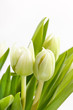 nice tulips