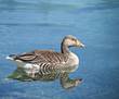 wild goose