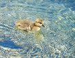 gosling