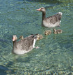 wild geese with goslings