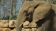 Video: Elephant in the safari. Israel Elephant in the safari. Israel