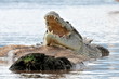 Crocodile