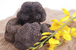 Freshly harvested black truffle