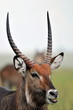 Male waterbuck