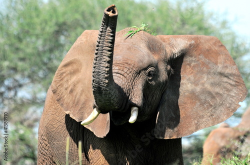 Photo: Elephant Elephant