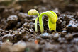 small plant of bean