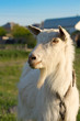 Cute goat