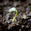 small plant of bean