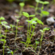 green seedling