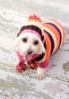 사진:Small terrier wearing winter fashion Small terrier wearing winter fashion