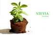 Photo: Stevia, dietary supplement Stevia, dietary supplement