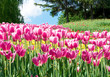Pink tulips