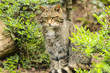 Scottish Wildcat Scottish Wildcat