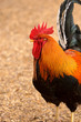 Bantam Cockerel Bantam Cockerel