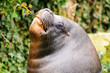 Patagonian Sea Lion Patagonian Sea Lion