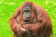 Orangutan Orangutan
