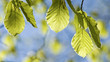 Green leaves Green leaves