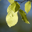Green leaves, spring Green leaves, spring