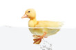 Small duck floating on water isolated over white background Small duck floating on water isolated over white background