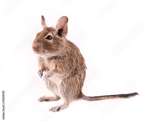 Photo: Young degu isolated Young degu isolated