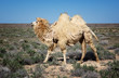 Molting white bactrian camel Molting white bactrian camel