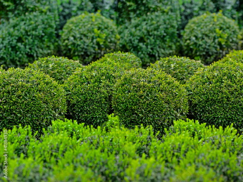 Foto: Buxbaumpflanzen Buxbaumpflanzen
