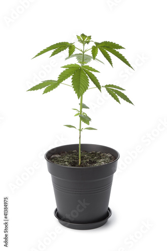 Photo: Marijuana plant in plastic pot Marijuana plant in plastic pot