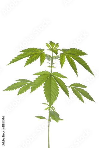 Photo: Marijuana plant Marijuana plant
