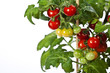 Ripe garden tomatoes