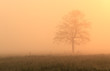 Tree in the mist