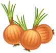 onions