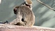 Macachi del Giappone che si spulciano Macachi del Giappone che si spulciano
