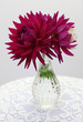 elegant bouquet of dahlia daisies in glas vase on lace undergrou
