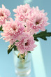 elegant bouquet of pink chrysanthem daisies in vase on turquoise