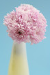 elegant bouquet of pink chrysanthem daisies in yellow vase on tu