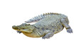 Nile crocodile isolated (Crocodylus niloticus) Nile crocodile isolated (Crocodylus niloticus)