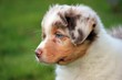 canvas print picture - Australian Shepherd Puppy Lynn