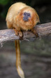 Wildlife and Animals - Golden Lion Tamarin Wildlife and Animals - Golden Lion Tamarin