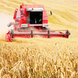 Combine harvesting wheat.