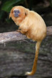 Wildlife and Animals - Golden Lion Tamarin Wildlife and Animals - Golden Lion Tamarin