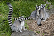 Wildlife and Animals - Lemur Wildlife and Animals - Lemur
