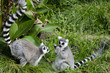 Wildlife and Animals - Lemur Wildlife and Animals - Lemur