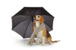 chien Beagle avec parapluie et écharpe chien Beagle avec parapluie et écharpe