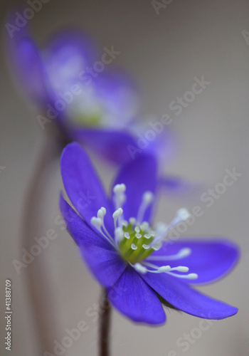 Photo: blue blossom of liverleaf artistic captured over blured colorful blue blossom of liverleaf artistic captured over blured colorful
