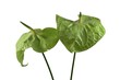 zantedeschia