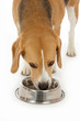 chien Beagle buvant eau chien Beagle buvant eau