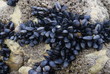 seaweed